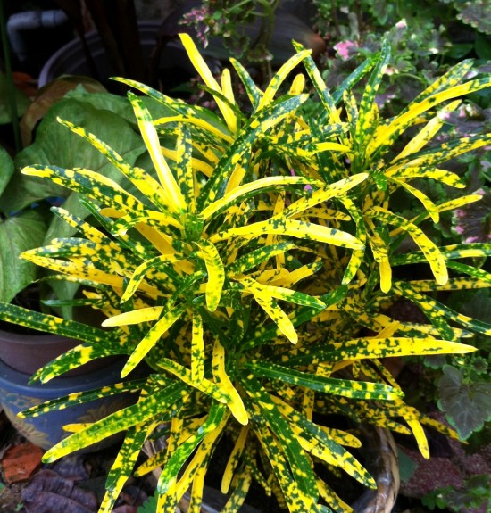 cay-la-mau-2 Cây lá màu