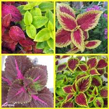 cay-la-mau-3 Cây lá màu