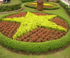 cay-la-mau-4 Cây lá màu