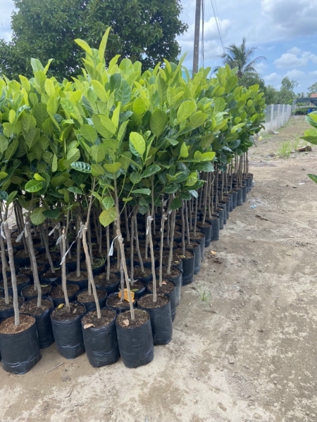 cay20an20trai Cây ăn quả