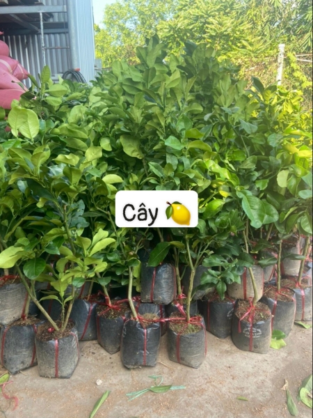 cay20chanh Cây chanh