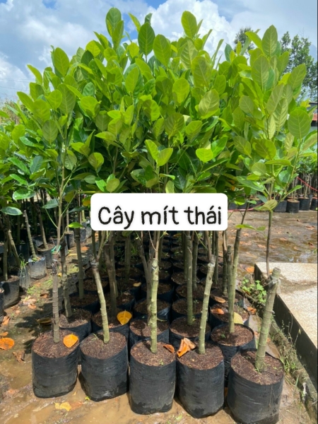 cay20mit20thai Cây mít thái