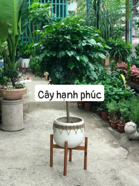 cay20trang20tri20nt2014 Cây Hạnh phúc