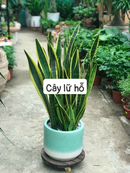 cay20trang20tri20nt2015 Cây Lữ hổ