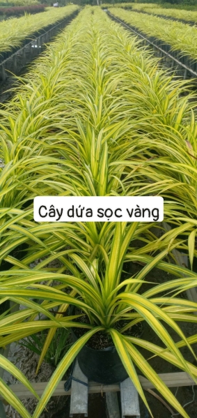 cay20trang20tri20nt2016 Cây Dừa sọc vàng