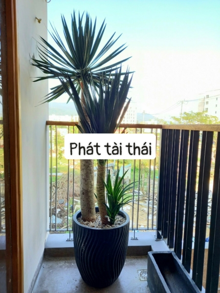 cay20trang20tri20nt2017 Cây Phát tài thái