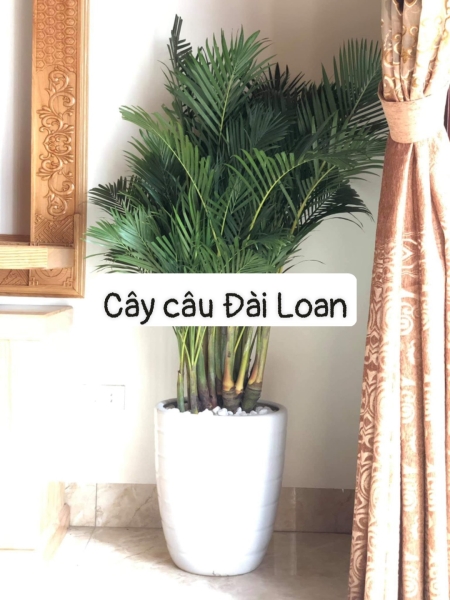cay20trang20tri20nt2018 Cây Câu Đài Loan