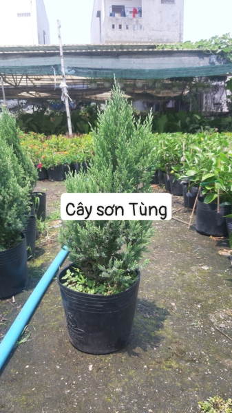 cay20trang20tri20nt2019 Cây Sơn Tùng