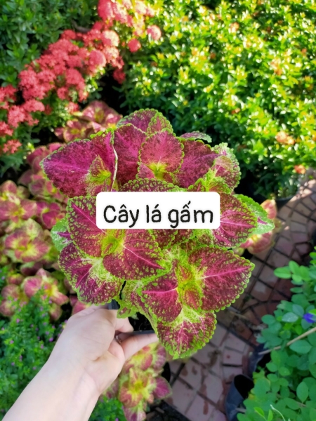 cay20trang20tri20nt2020 Cây Lá gấm