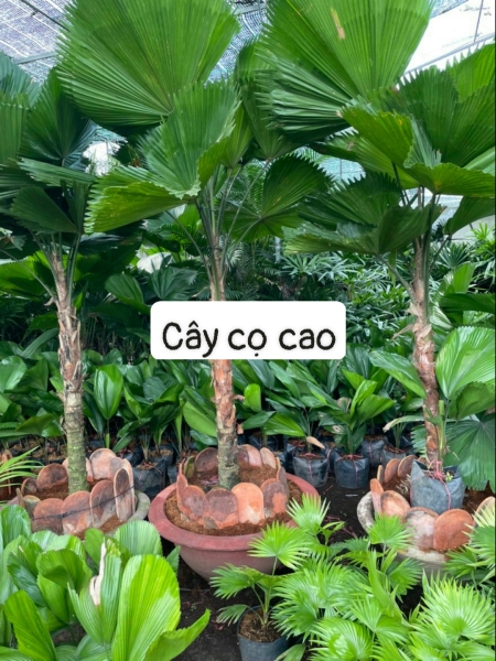 cay20trang20tri20nt204 Cây Cọ cao