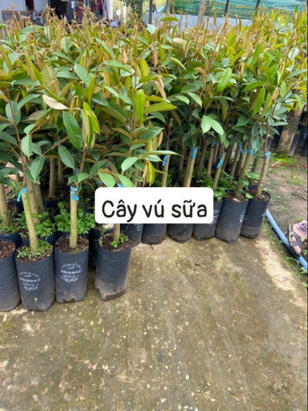 cay20vu20sua Cây vú sữa