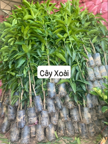 cay20xoai Cây xoài