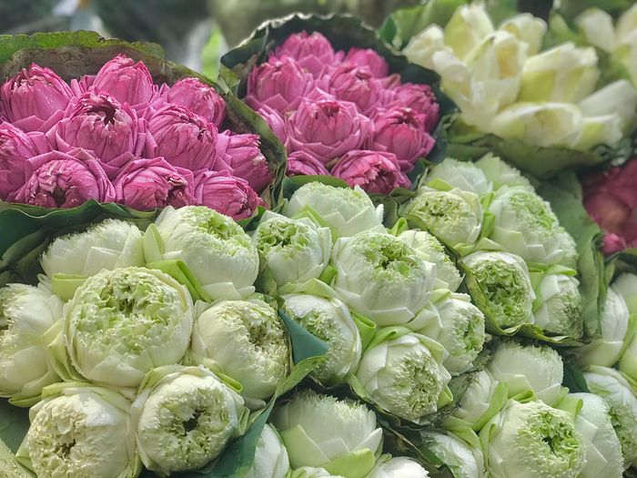 Phố Hà Nội rực rỡ và mới lạ với sắc sen Quan Âm 10