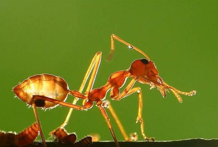 cdb475aa98e871b628f9 Cực độc loại muối làm từ động vật: Việt Nam có nhiều! 18