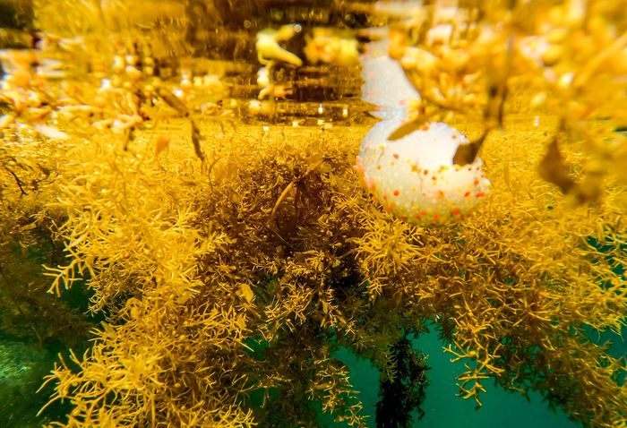 Mùa rong mơ ở cù lao Hòn Khô 10