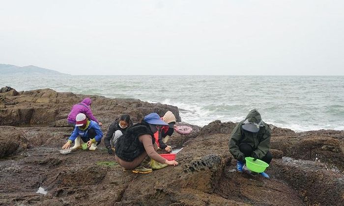 Vào mùa 'lộc trời' mọc lên từ đá, người dân đi lấy về bán giá hàng triệu đồng/kg 28