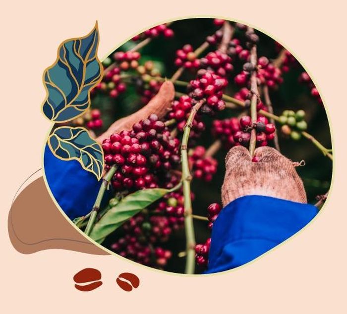 CADA - viên ngọc ẩn mình nơi cao nguyên 5