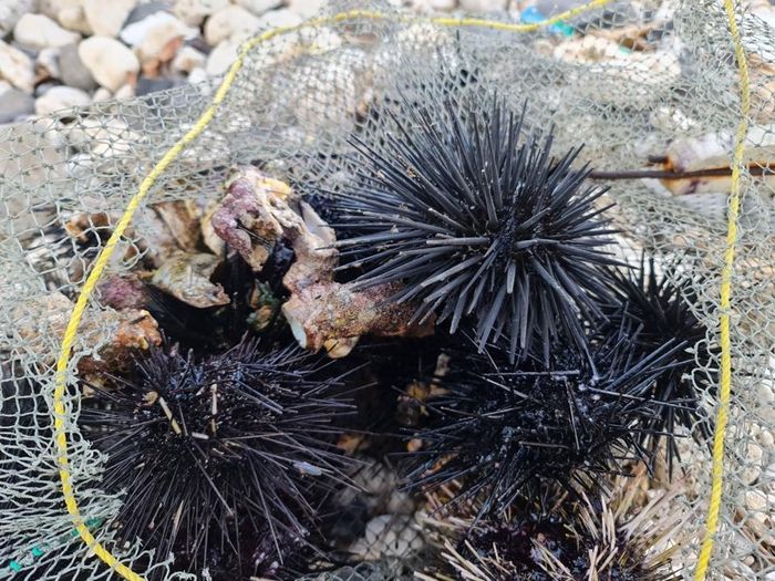 Săn nhum ở gành biển 8