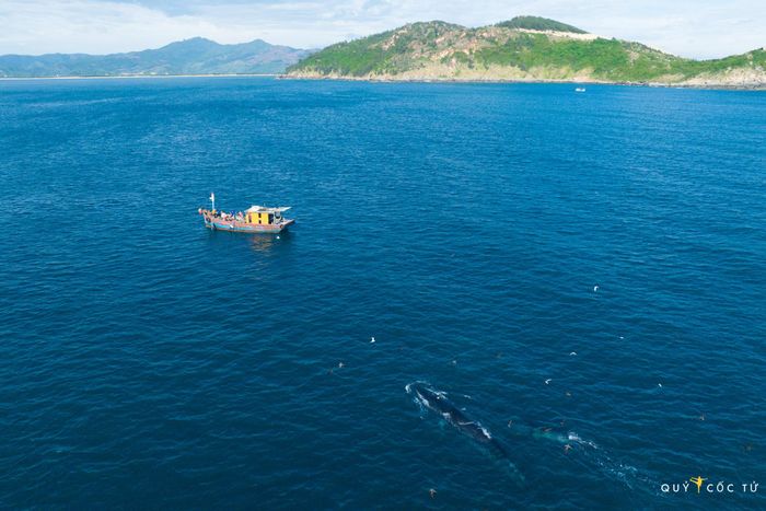 4 ngày lênh đênh biển Đề Gi, leo cột thuyền săn khoảnh khắc cá voi đớp mồi tuyệt đẹp 2