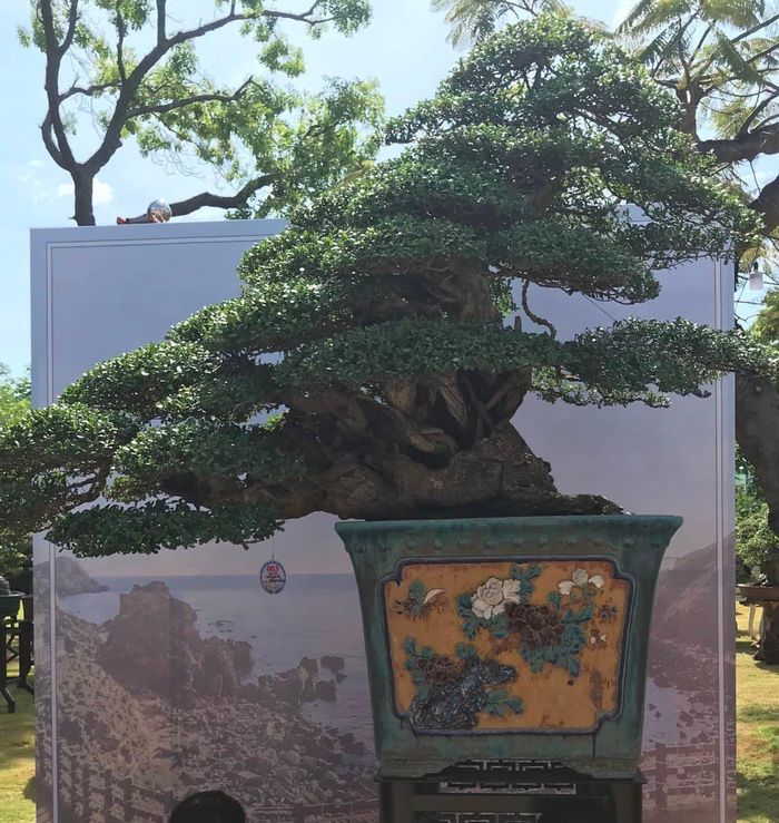 Cận cảnh những cây bonsai dáng đẹp giá đến vài tỷ ở Bình Định 0