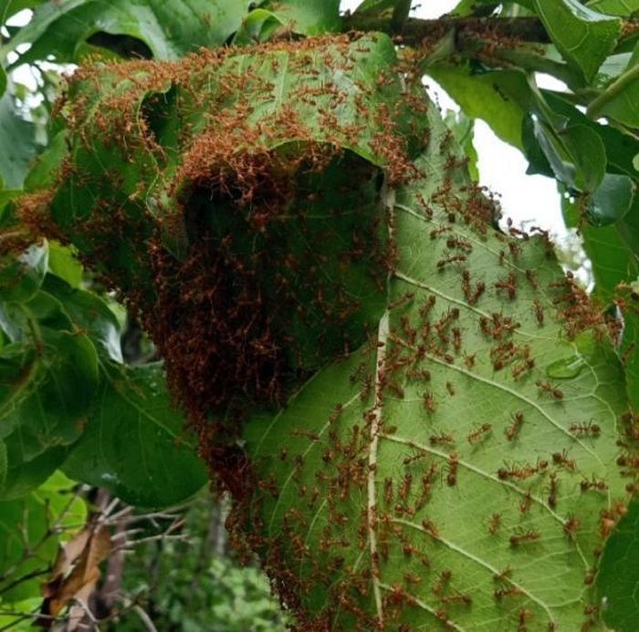 dd9c688285c06c9e35d1 Cực độc loại muối làm từ động vật: Việt Nam có nhiều! 22