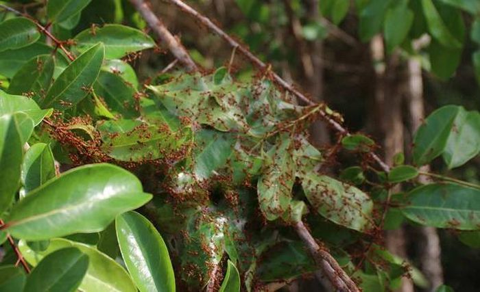 dee064fe89bc60e239ad Cực độc loại muối làm từ động vật: Việt Nam có nhiều! 20