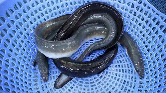 Loại cá tiến vua ở VN tốt cho quý ông, người nuôi đổi đời 12