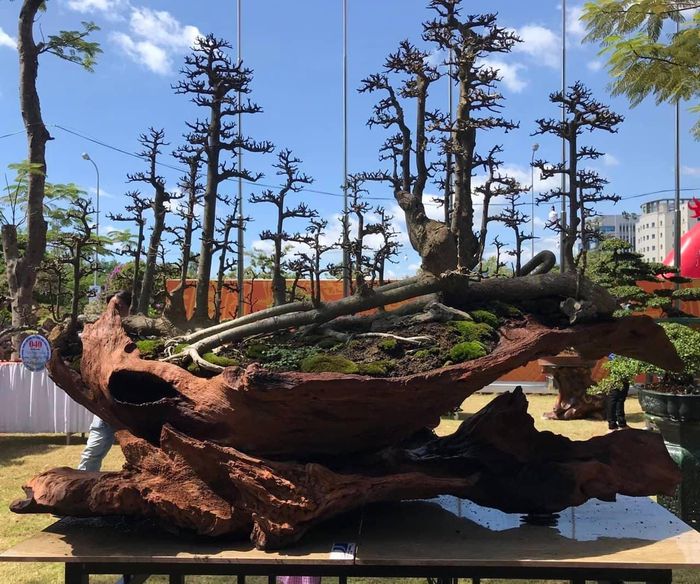 e6386443a801415f1810 Cận cảnh những cây bonsai dáng đẹp giá đến vài tỷ ở Bình Định 8