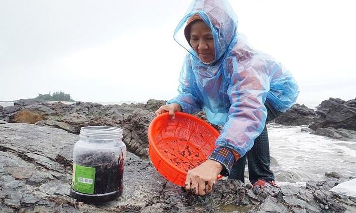 Vào mùa 'lộc trời' mọc lên từ đá, người dân đi lấy về bán giá hàng triệu đồng/kg 6