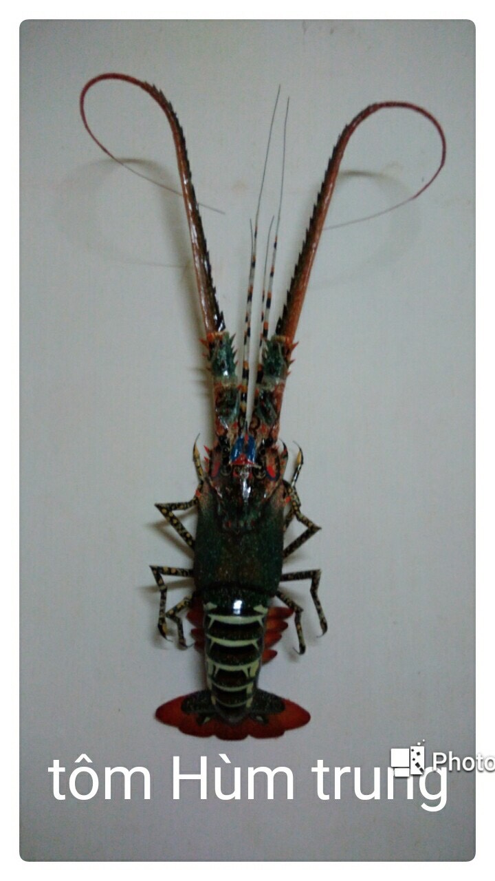 f2f869113ccbd89581da Tôm hùm trung