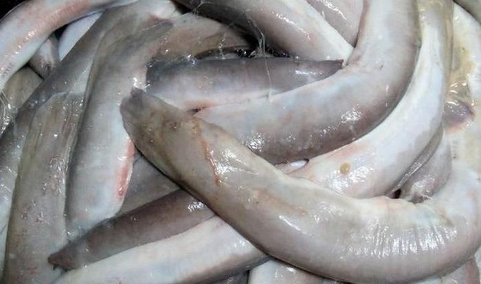 f7c6dd2a2168c8369179 'Quái vật biển' giấu đầu lòi đuôi, quý ông Việt thi nhau săn lùng 12