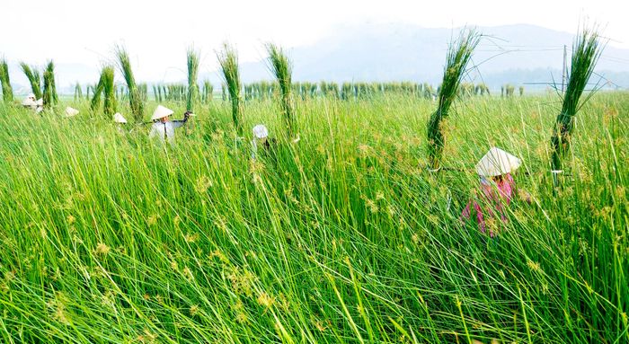 Mùa thu hoạch chiếu cói ở Bình Định 6