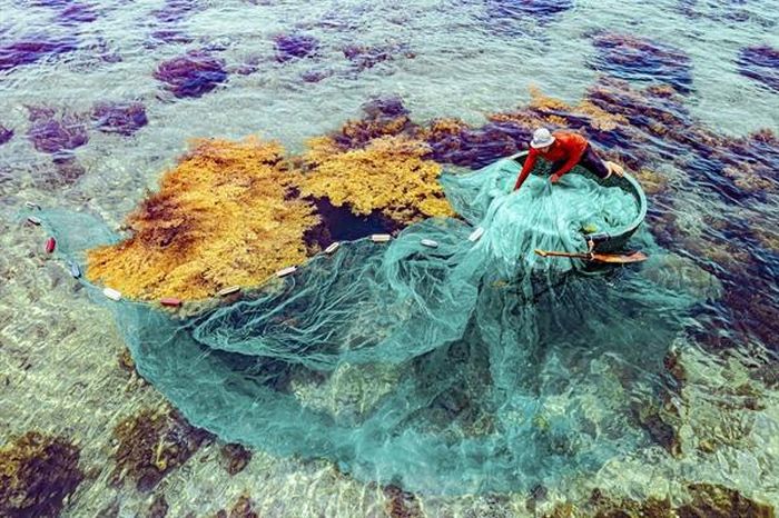 Mùa rong mơ ở bán đảo Phương Mai 0