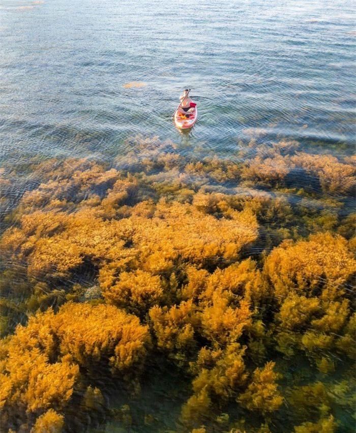 fa8af3e73ca5d5fb8cb4 Mùa rong biển tựa cánh đồng dưới nước ở Quy Nhơn 16