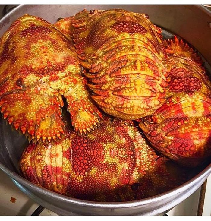 fbef6500b7425e1c0753 Loài hải sản hiếm ở Việt Nam có tên rất lạ, giá 2 triệu đồng/kg 10