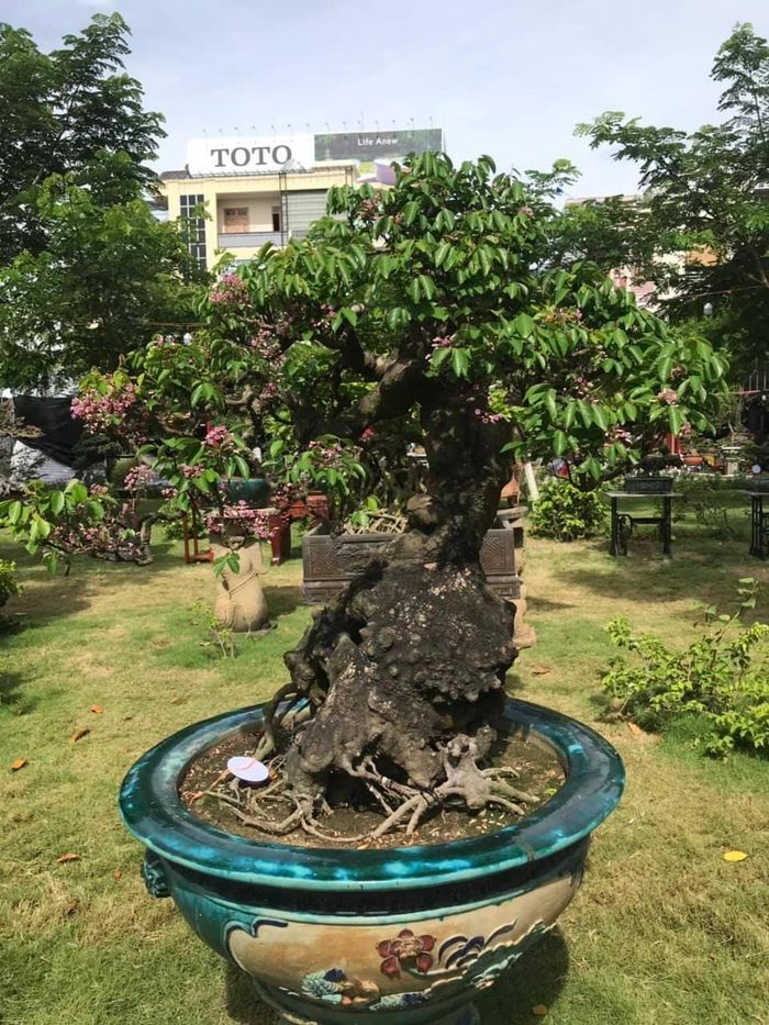 fd30874a4b08a256fb19 Cận cảnh những cây bonsai dáng đẹp giá đến vài tỷ ở Bình Định 22