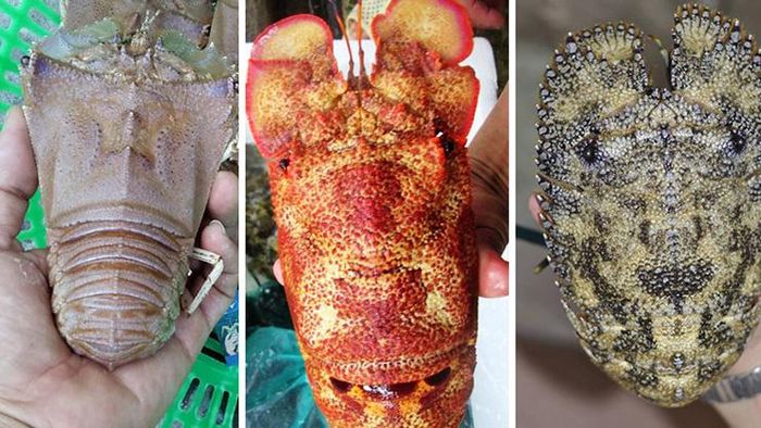 fd75689abad853860ac9 Loài hải sản hiếm ở Việt Nam có tên rất lạ, giá 2 triệu đồng/kg 6