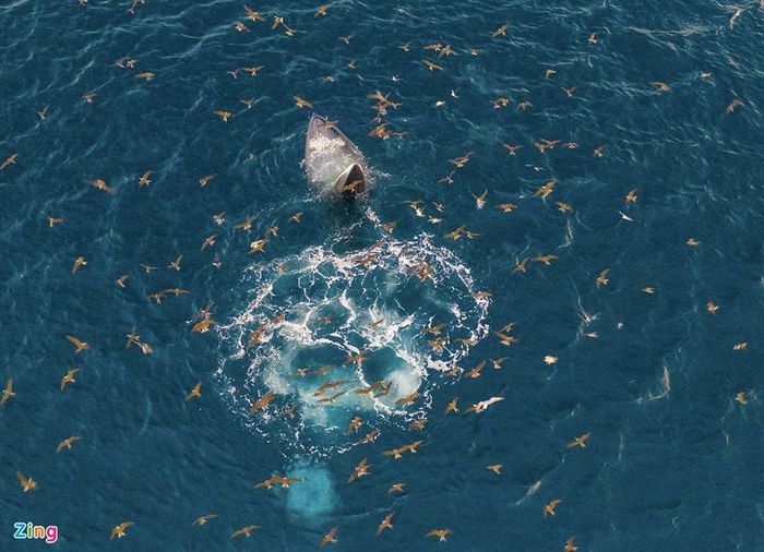 Mẹ con cá voi săn mồi ở vùng biển Đề Gi 16