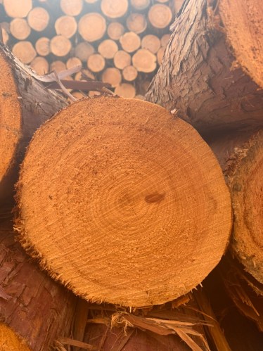 go20tron20hinoki201 Gỗ tròn Hinoki