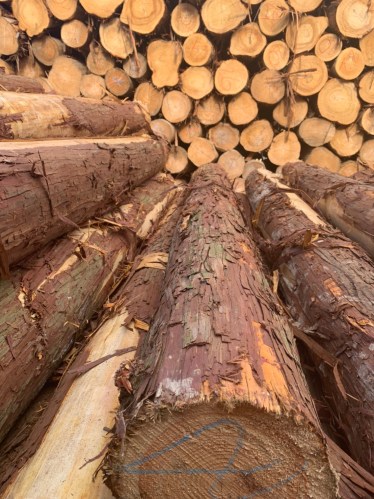 go20tron20hinoki202 Gỗ tròn Hinoki