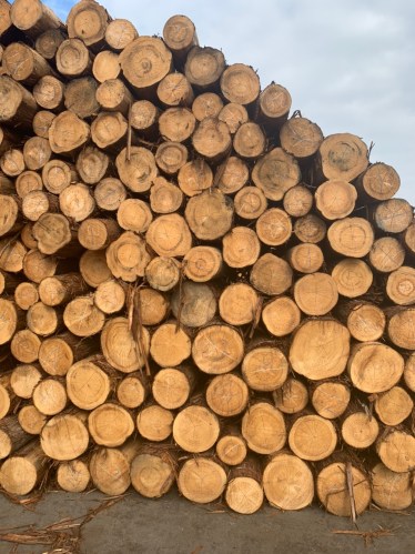 go20tron20hinoki203 Gỗ tròn Hinoki