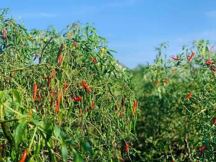 hinh-anh-1-26 hinh-anh-1.jpg