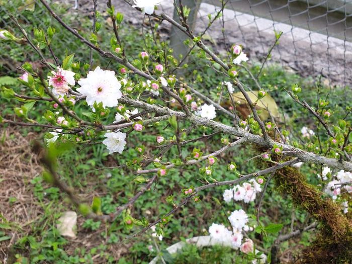 hinh-anh-1-71 hinh-anh-1.jpg