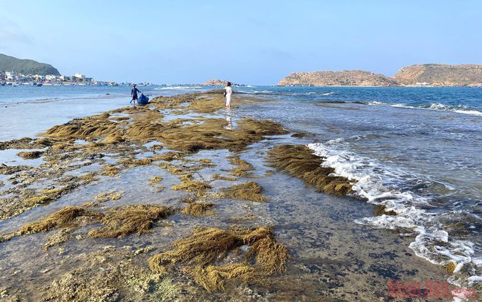 hinh-anh-10-1 hinh-anh-10.jpg