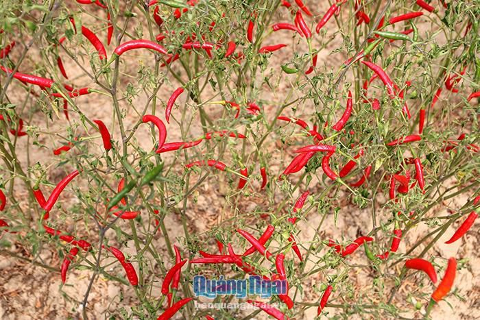 hinh-anh-10-3 hinh-anh-10.jpg