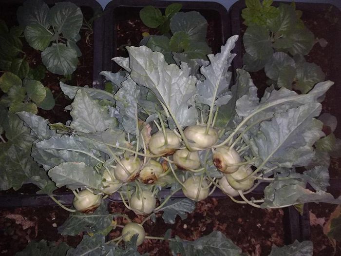 hinh-anh-11-3 hinh-anh-11.jpg