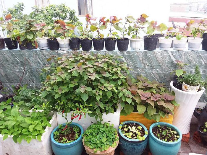 hinh-anh-13 hinh-anh-13.jpg