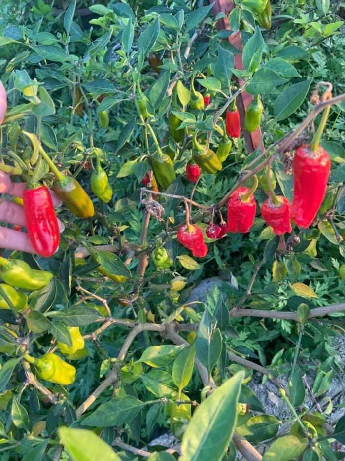 hinh-anh-2-22 hinh-anh-2.jpg