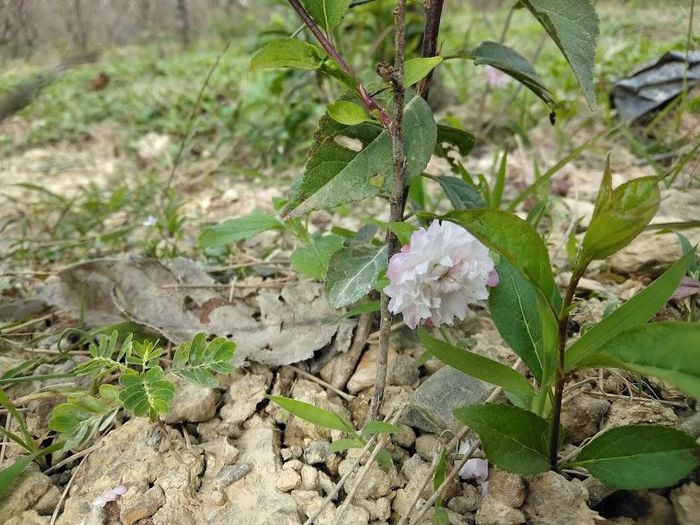 hinh-anh-2-55 hinh-anh-2.jpg