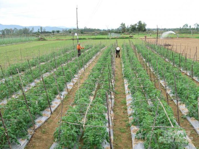 hinh-anh-3-42 hinh-anh-3.jpg